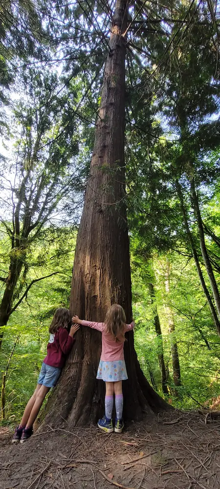Deux enfants enlacent le tronc d'un grand arbre en forêt
