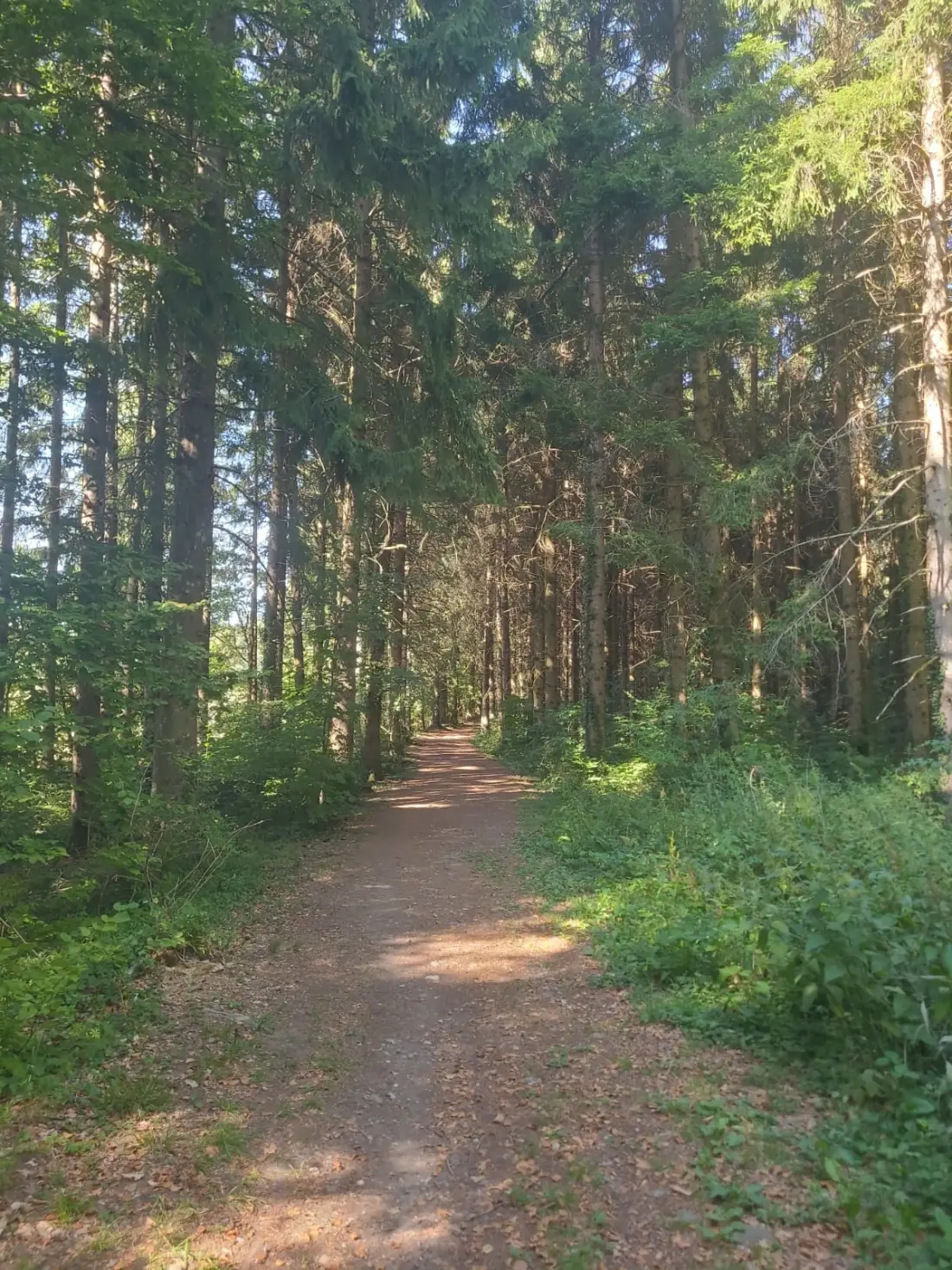 Chemin en forêt de sapins, lumière du matin